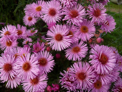 Sä. Aster n.-a._P1140599.JPG