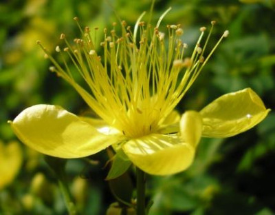 Hypericum_hircinum_j.JPG