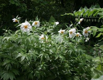 IMG_2618_Mai_Paeonia_emodi600x465.JPG