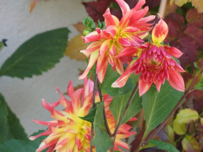 IMG_2941b.jpg_Dahlia_unbek..jpg