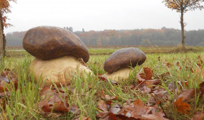 Steinpilze1 (2).JPG