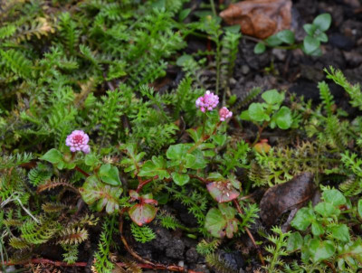 Persicaria_runcinata.20-1.jpg