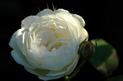 Rosa_Winchester_Cathedral_1_06-10-2007.jpg