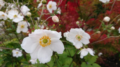 Anemone 10.JPG