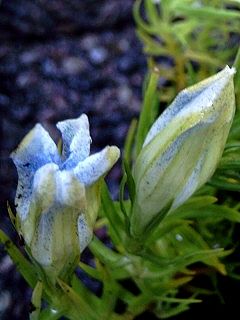 gentiana_sino_ornata_beatrix_eb_w.jpg