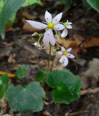 Saxifraga cortusifolia Sämling20.jpg