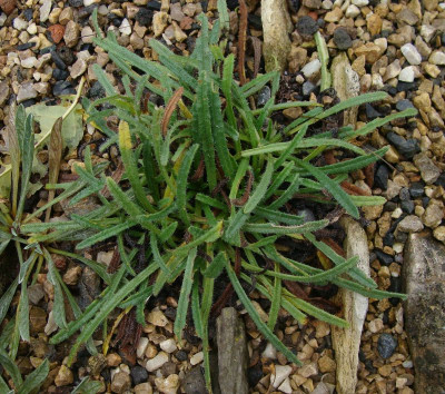 Anchusa caespitosa220Herbst.jpg