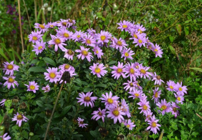 Aster_amellus-Sonia.20-2.jpg