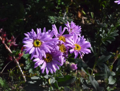 Aster_amellus-Sonia.18-3.jpg