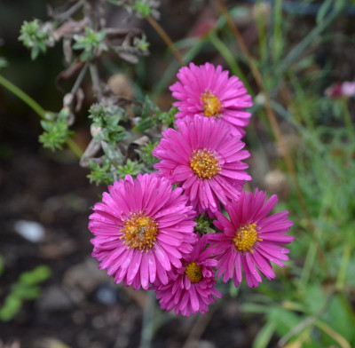 Aster_novae_belgiae-PatriciaBallard.20-1.jpg
