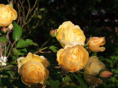 2020_0717MitteOktober0003.JPG