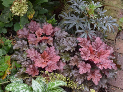 Heuchera-FrostedFlame.20-1.jpg