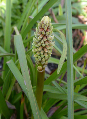 Kniphofia_Safranvogel_Nachblute.jpg