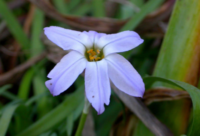 Erster_Ipheion.jpg