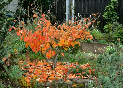 Hamamelis-ArnoldPromis.20-5.jpg