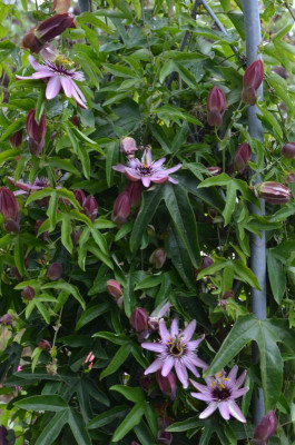 Passiflora-Victoria.20-5.jpg