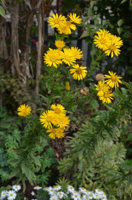 Chrysopsis_speciosa.20-1.jpg