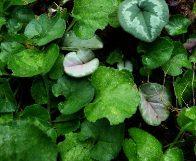 C.coum pink.jpg