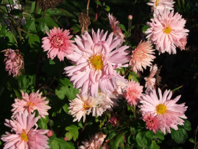 DSCF1075.JPG