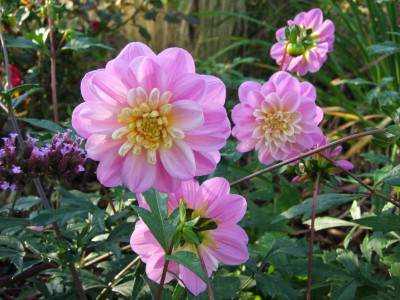 DSCF1143.JPG