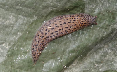 tigerschnecke.jpg