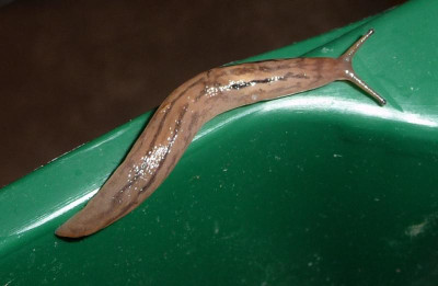 tigerschnecke-jung.jpg
