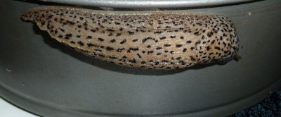 tigerschnecke-alt.jpg