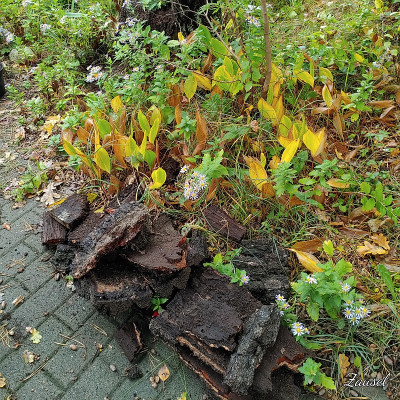 BaumstumpfBirke20201015_124438.jpg