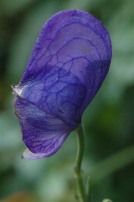 A5434_Large.JPG