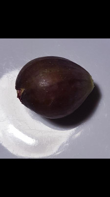 BT vollreif y.jpg
