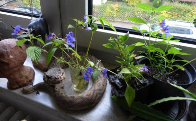 blaues Lieschen 01.jpg