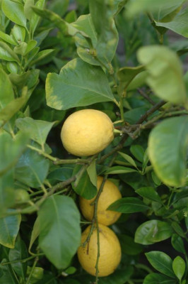 A5442_Large.JPG