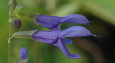 A5439a_Large.JPG