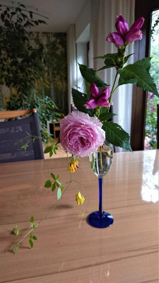 letzte Rose.JPG