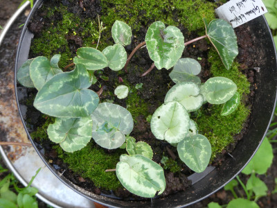 2020-10-17 Cyclamen 1.jpg