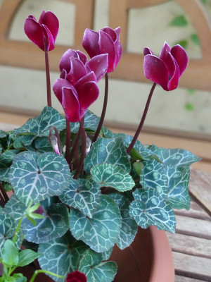2020-10-17 Cyclamen 2.jpg