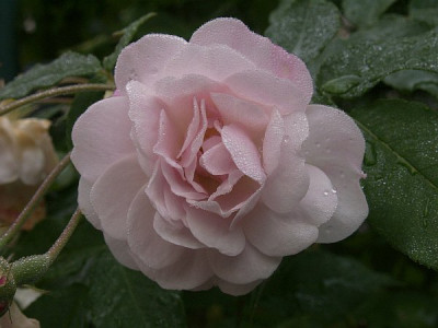 Multiflore-de-Vaumarcus-II-2007.jpg