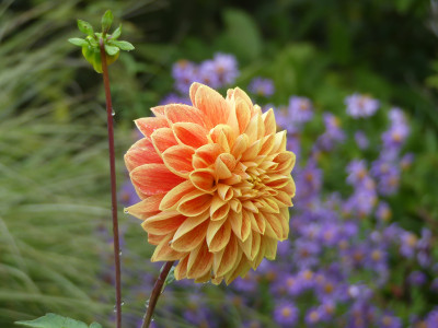 2020-10-17 Dahlien 3.jpg
