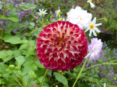 2020-10-17 Dahlien 4.jpg
