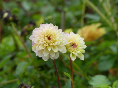 2020-10-17 Dahlien 5.jpg