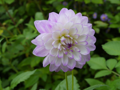 2020-10-17 Dahlien 6.jpg