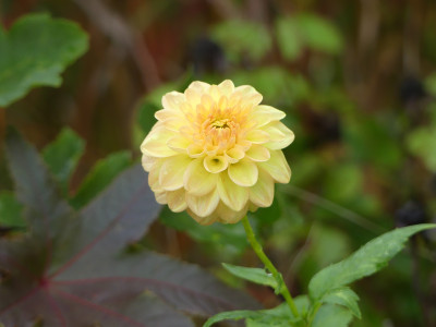 2020-10-17 Dahlien 7.jpg