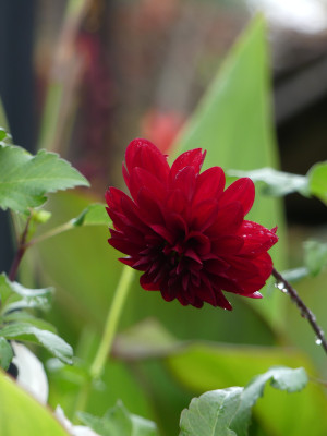 2020-10-17 Dahlien 8.jpg