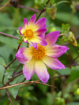 2020-10-17 Dahlien 9.jpg