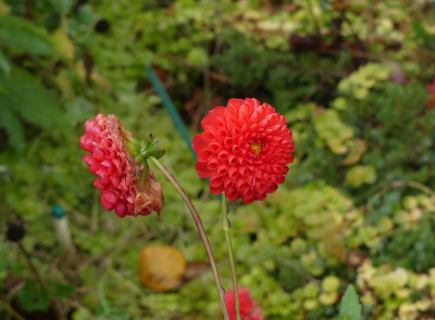 2020-10-17 Dahlien 11.jpg