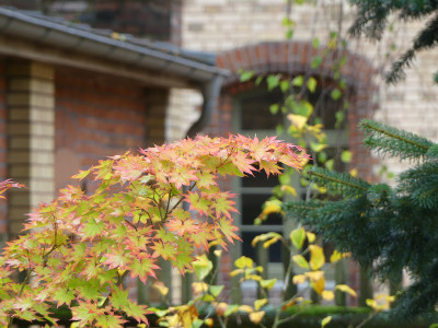 2020-10-17 Acer 'Autumn Glory'.jpg