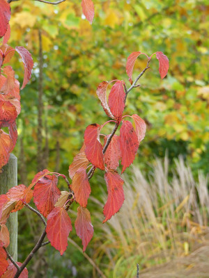 2020-10-17 Davidia involucrata.jpg