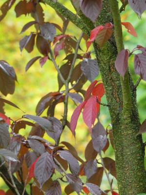 2020-10-17 Prunus serrulata 'Royal Burgundy' 1.jpg