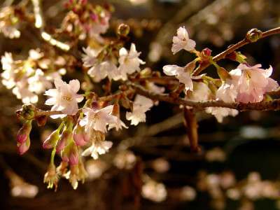 Prunus_subhirtella_v.jpg