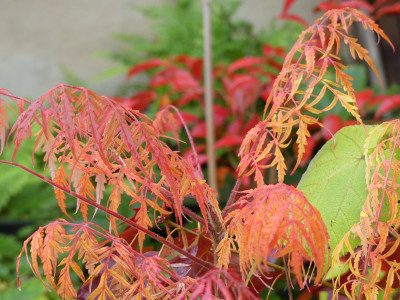 2020-10-17 Rhus typhina 'Dissecta' 1.jpg